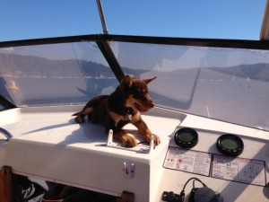 Gizmo Boat